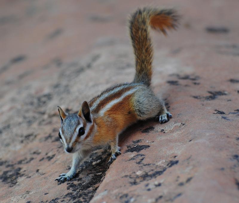 USA - Chipmunk- Tamias striatus